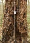 Hanwei Federschwert